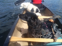 Bella was a far more chilled boat passenger than Marley
