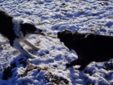 Tug of war in the snow
